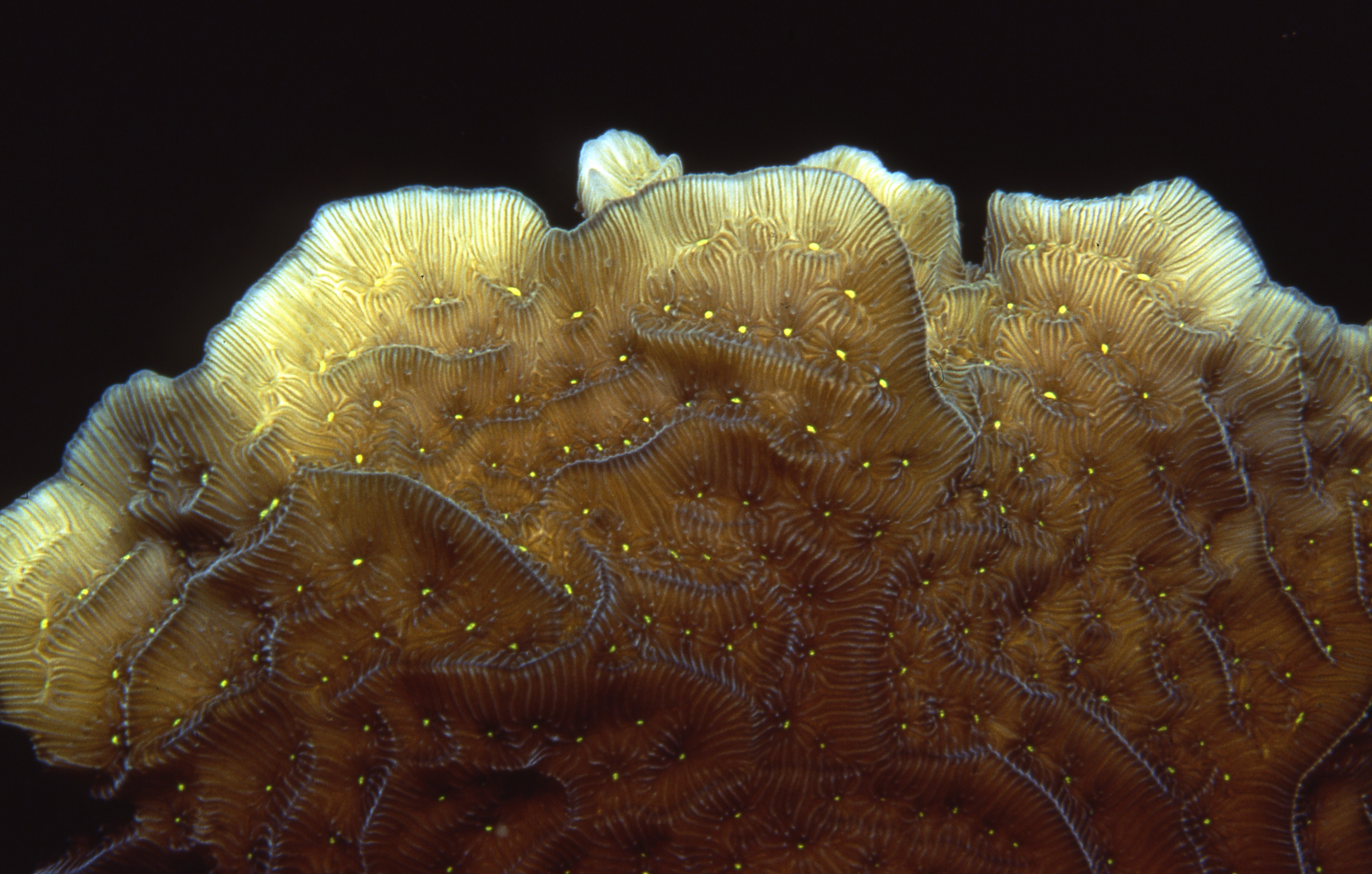 Palau   Pretty Coral